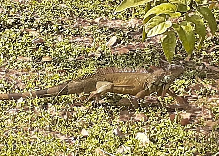 Casa Iguana * Potrero (Guanacaste)